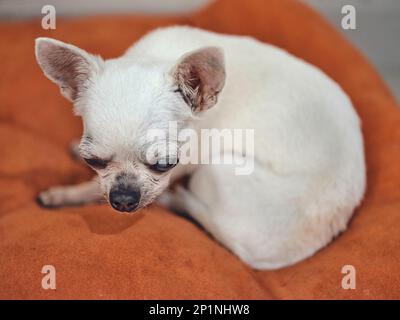 Cane Chihuahua sui cuscini arancioni Foto Stock