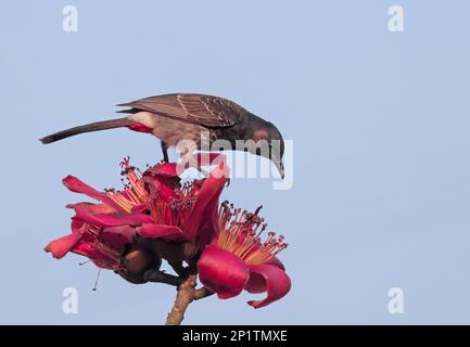 bulbul rosso-ventilato su flower.red-ventilato bulbul è un membro della famiglia bulbul di passerini. Foto Stock