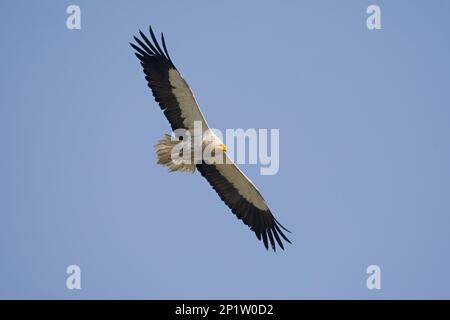 Avvoltoio egiziano (Neophron percnopterus) adulto, in volo, Sundarbans, Gange Delta, Bengala Occidentale, India Foto Stock