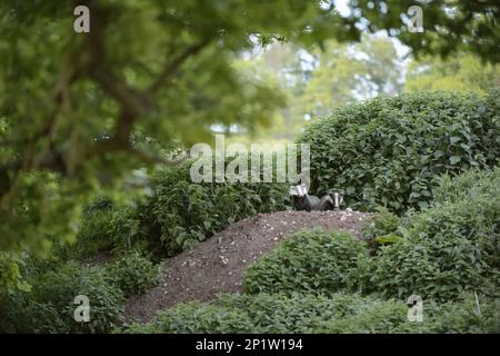 Tasso europeo (Meles meles) due adulti, in piedi all'ingresso di un insediamento tra ortica puzzolente (Urtica dioica), Staffordshire, Inghilterra Foto Stock