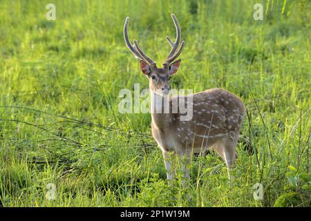 Cervi macchiati (asse), maschio adulto, con corna di velluto, in piedi nella prateria all'alba, Jim Corbett N.P., Uttarkhand, India Foto Stock