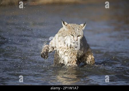 Bobcat (Lynx rufus) adulto, tremante preda, in piedi in fiume, Montana, U. S. A. febbraio (in cattività) Foto Stock