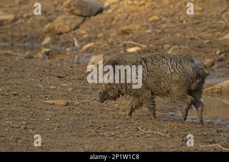 Cinghiale indiano (Sus scrofa cristatus) maschio adulto, fangoso dopo il wowlowing nel bagno di fango, Keoladeo Ghana N.P. (Bharatpur), Rajasthan, India Foto Stock