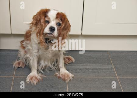 Cane domestico, Cavalier re Charles Spaniel, adulto più anziano, con le cataratte, seduto sul pavimento, Inghilterra, Regno Unito Foto Stock