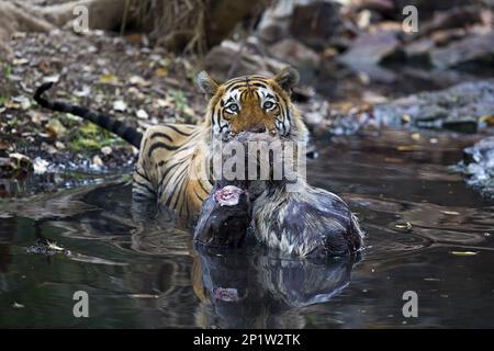 Tiger indiana (Panthera tigris tigris) adulto, con Sambar (Ruma unicolor) uccidere in acqua, Ranthambore N.P., Sawai Madhopur, Rajasthan, India Foto Stock