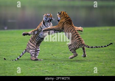 Tiger indiana (Panthera tigris tigris) due cuccioli, di sedici mesi, combattimenti, Ranthambore N.P., Sawai Madhopur, Rajasthan, India Foto Stock