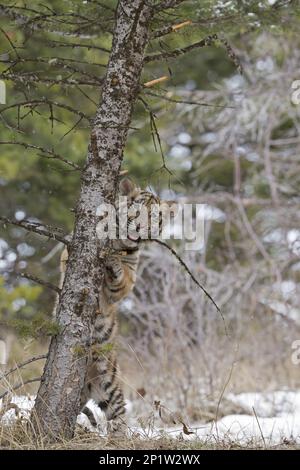 Tigre siberiana (Panthera tigris altaica), tigre siberiana, tigre amur, tigre, gatti grandi, Predatori, mammiferi, animali, cucciolo di tigre siberiana, ramoscello da masticare Foto Stock