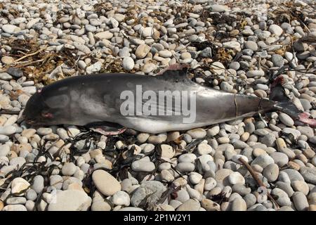 Porpoise comune (Phocoena phocoena) adulto morto, lavato su spiaggia di ciottoli, Chesil Beach, Dorset, Inghilterra, Regno Unito Foto Stock