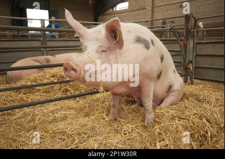 Maiale domestico, Gloucester Old Spot Cross, scrofa, seduta in fienile paglia al mercato del bestiame, Carlisle mercato del bestiame, Cumbria, Inghilterra, Regno Unito Foto Stock