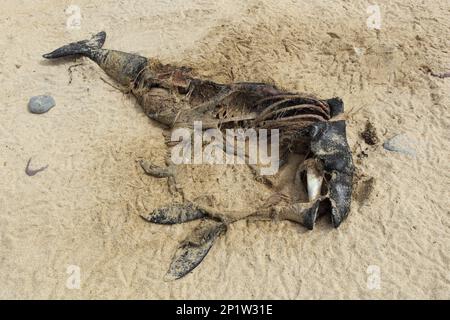 Porpoise comune (Phocoena phocoena) adulto morto, lavato in spiaggia, con impronte di uccelli scavanging intorno ad esso, Isola di Coll, Ebridi interne Foto Stock