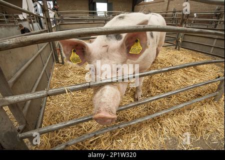 Maiale domestico, Gloucester Old Spot croce, scrofa, in piedi in stalla paglia al mercato del bestiame, Carlisle mercato del bestiame, Cumbria, Inghilterra, Regno Unito Foto Stock