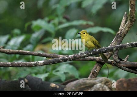 Bulbul (Acritillas indica) di colore giallo, adulto, arroccato sul ramo, Goa, India Foto Stock