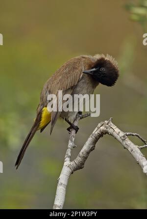 Bulbul (Pycnonotus barbatus layardi) adulto, preening piume alari, arroccato su ramoscello, Kruger N.P., Great Limpopo Transfrontier Park, South Foto Stock