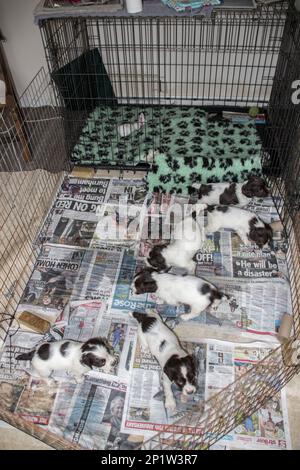 Cani da pedigree, recuperatori, cani da caccia, cani domestici, animali domestici, Mammiferi, animali, cuccioli di Springer Spaniel Inglese, 4 settimane di età Foto Stock