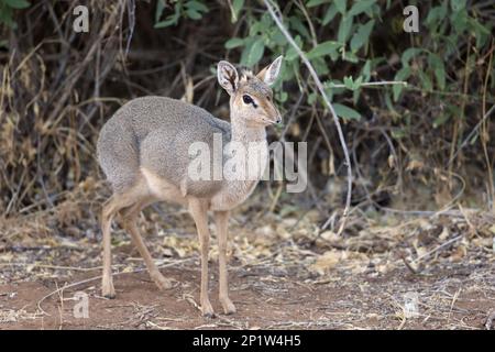 Guenther's Dik-dik (Madoqua guentheri) donna adulta, in piedi nella savana secca semi-desertica, Samburu National Reserve, Kenya Foto Stock