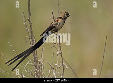 Widowbird a coda lunga (Euplectes progne progne) maschio adulto, che muta in piumaggio di allevamento, arroccato su stelo, Wakkerstroom, Mpumalanga, Sudafrica Foto Stock