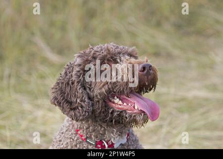 Cane domestico, Perro de Agua Espanol, adulto, primo piano della testa, ansimando, Norfolk, Inghilterra, Regno Unito Foto Stock