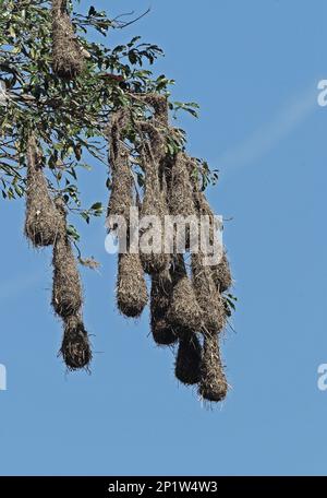 Colonia di riproduttori di Oropendola di Montezuma (Psarocolius montezuma), nidi sospesi nell'albero, Giardini Botanici di Lancetilla, Honduras Foto Stock