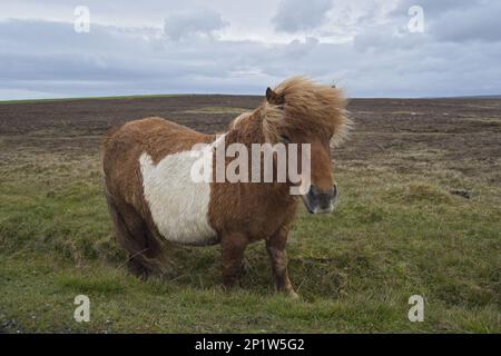 Cavallo, pony Shetland, adulto, in piedi sulla brughiera, Muness, Unst, Isole Shetland, Scozia, Regno Unito Foto Stock