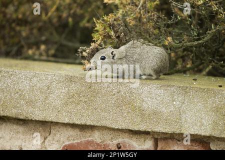 Cavia di montagna meridionale (Microcavia australis), maiale di Guinea, roditori, mammiferi, animali, Cavy Southern Mountain per adulti Foto Stock