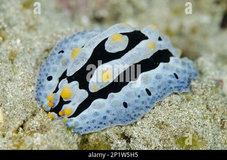 Lumaca stella magnifica, lumache stella magnifica, altri animali, lumache marine, lumache Animali, molluschi, varicose Phyllidia varicose verruche slug Foto Stock