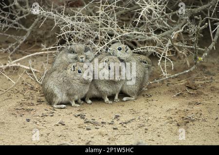Cavia di montagna meridionale (Microcavia australis), maiale di Guinea, roditori, mammiferi, animali, Cavy montagna meridionale adulti Foto Stock