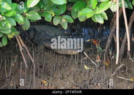 Mugger Coccodrillo (Crocodylus palustris) immaturo, riposante tra mangrovie, Goa, India Foto Stock