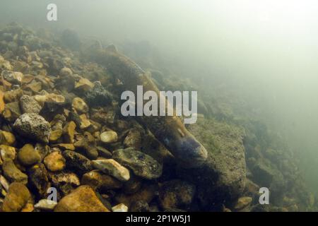 Sea Lamprey (Petromyzon marinus) adulto, su letto di pietra del fiume per la generazione, River Test, Hampshire, Inghilterra, Regno Unito Foto Stock