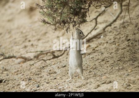 Cavia di montagna meridionale (Microcavia australis), maiale di Guinea, roditori, mammiferi, animali, Cavy Southern Mountain per adulti Foto Stock