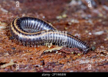 Millipede a strisce (Ommatoiulus sabulosus) adulto, su corteccia di albero marciume, Powys, Galles, Regno Unito Foto Stock