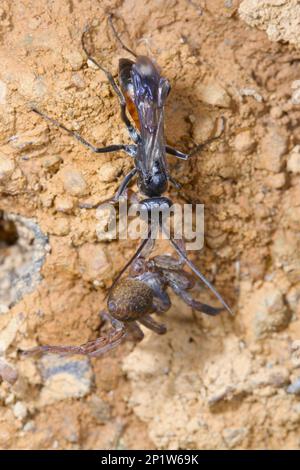 Wasp (Priocnemis schioedtei), donna adulta, con preda paralizzata a ragno su sponda verticale, Powys, Galles, Regno Unito Foto Stock