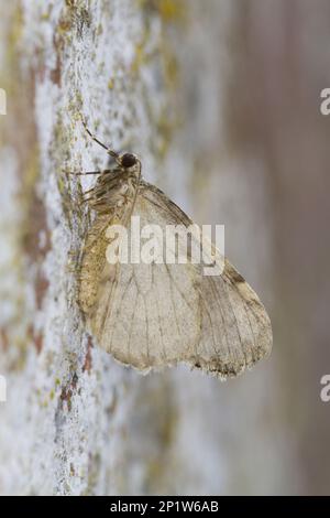 Falene di legno (Geometridae), falene di legno, insetti, falene, Farfalle, Animali, altri animali, Novembre Moth (Epirrita dilutata) adulto, sotto Foto Stock