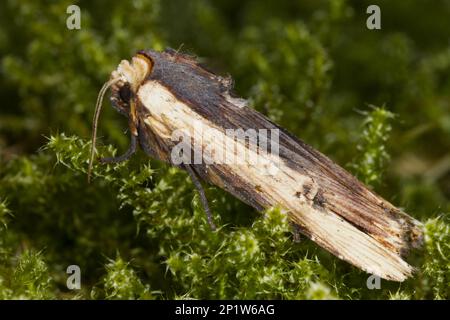 Gufo marrone, spada-erba rossa (Xylena vetusta), gufo marrone, gufo giallo pallido, insetti, muschi, farfalle, animali, Altri animali, Rosso Foto Stock