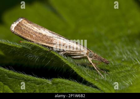 Impiallacciatura di erba comune (Agriphila tristella) adulto, riposante su foglia in giardino, Thirsk, North Yorkshire, Inghilterra, Regno Unito Foto Stock