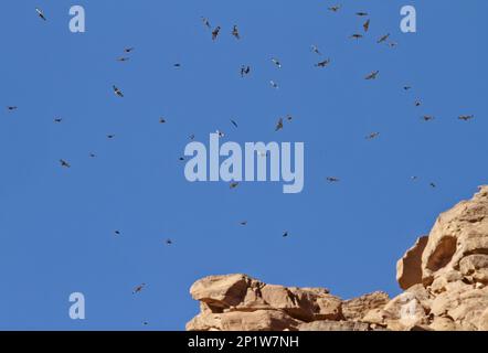 Poiana comune (Buteo buteo vulpinus), gregge in volo, migrazione sulle rocce, Eilat, Israele Foto Stock