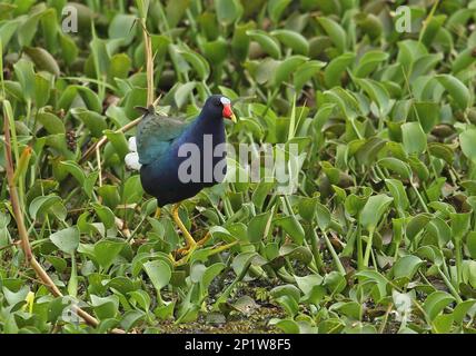 Gallinule viola (Porphyrio martinicus) adulto, camminando attraverso la vegetazione acquatica in paludi, lago Yojoa, Honduras Foto Stock