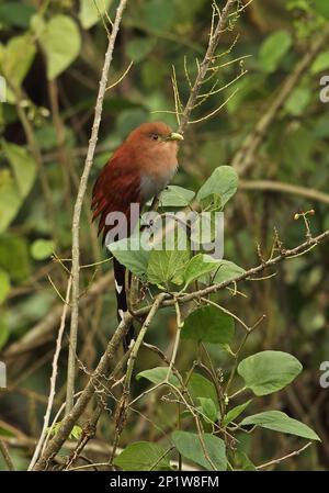 Cuckoo Cayenne, Cuckoo Cayenne, Cuckoo Scoiattolo, Cuckoo Scoattolo, Animali, Uccelli, Cuckoo Uccelli, Squirrel Cuckoo (Piaya cayana thermophila) adulto Foto Stock