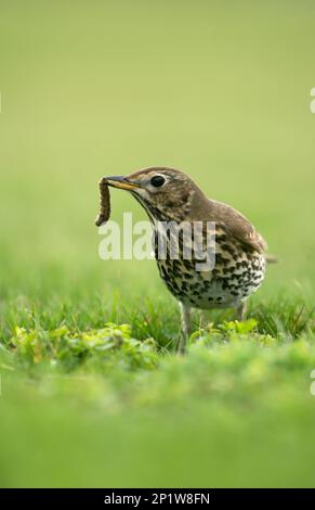 Canzone Thrush (Turdus philomelos) adulto, nutrimento, con preda di bruco in becco, Isole di Scilly, Inghilterra, Regno Unito Foto Stock