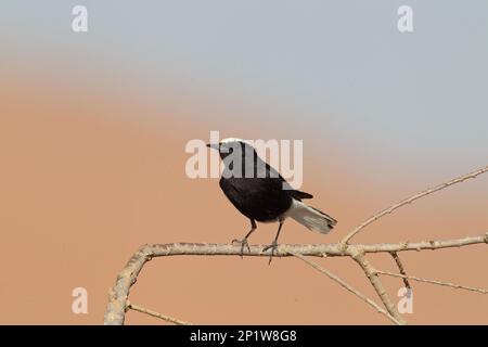 Bianco-incoronato nero Wheatear (Oenanthe leucopyga) adulto, arroccato su ramoscello nel deserto, vicino a Merzouga, deserto del Sahara, Marocco Foto Stock