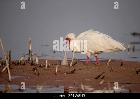 Spatola africana (Platalea alba) adulto, nutrirsi in acqua, Sudafrica Foto Stock