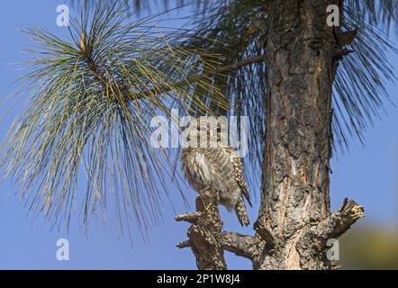 Gufo a cucù, gufo a cucù, gufo a cucù, gufo a zappe, gufo a bANZI, gufo, Animali, Uccelli, gufi, gufo rosso asiatico Foto Stock