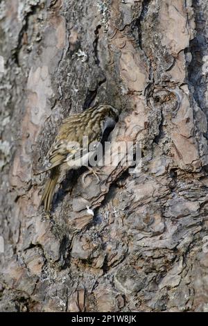 treecreeper eurasiatico comune (Certhia familiaris), adulto, alimentazione, aggrappato al tronco di pino scozzese (Pinus sylvestris), Foresta di Abernethy Foto Stock
