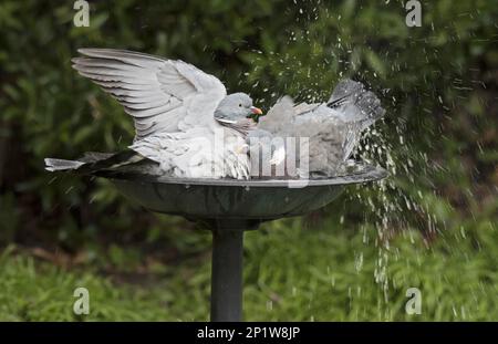 Pigeon legno (Columba palumbus) due adulti, bagno in giardino birdbath, Merseyside, Inghilterra, Regno Unito Foto Stock