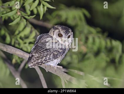 Indiano scope-gufo (Otus bakkamoena bakkamoena), adulto, seduto su un ramo di notte, Chambal Safari Lodge, Utttar Pradesh, India Foto Stock