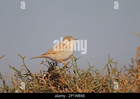 African Desert Warbler (Sylvia deserti) adulto, arroccato sulla macchia nel deserto, vicino a Merzouga, deserto del Sahara, Marocco Foto Stock