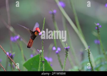 Ruby (Chrysolampis zanzitus) Topaz maschio che si sovrappone a Vervain fiore Trinidad e. Foto Stock