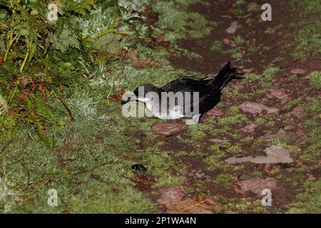 Shearwater di manx adulto (Puffinus puffinus) che è appena atterrato su un sentiero vicino al suo nidificing Horizon.June. Notte senza luna. Isola di Skokholm. Foto Stock