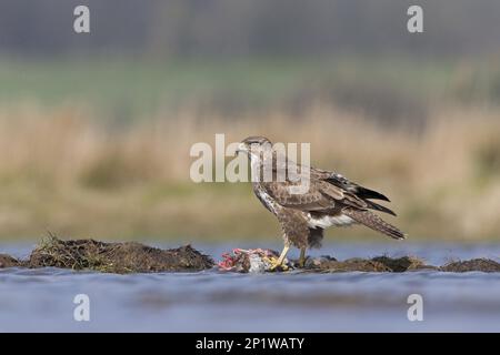 Poiana di steppa per adulti (Buteo buteo), arroccata su un'isola nell'estuario, si nutre di coniglio europeo (Oryctolagus cuniculus) che mangia carriola Foto Stock