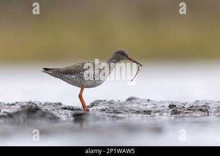 Comune redshank (Tringa totanus) adulto, in piedi su fango, nutrirsi di verme, Suffolk, Inghilterra, Regno Unito Foto Stock