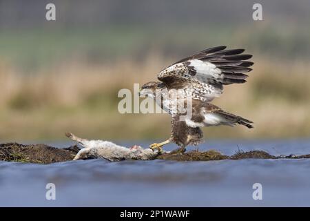 Poiana di steppa per adulti (Buteo buteo), arroccata su un'isola nell'estuario, si nutre di coniglio europeo (Oryctolagus cuniculus) che mangia carriola Foto Stock